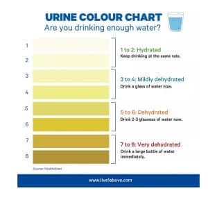 How Much Water Should You Really Drink? Surprising Facts About Staying Hydrated
